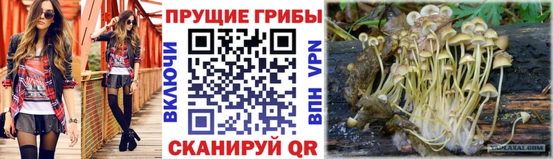 наркота  Калининец  Псилоцибиновые грибы Cubensis 